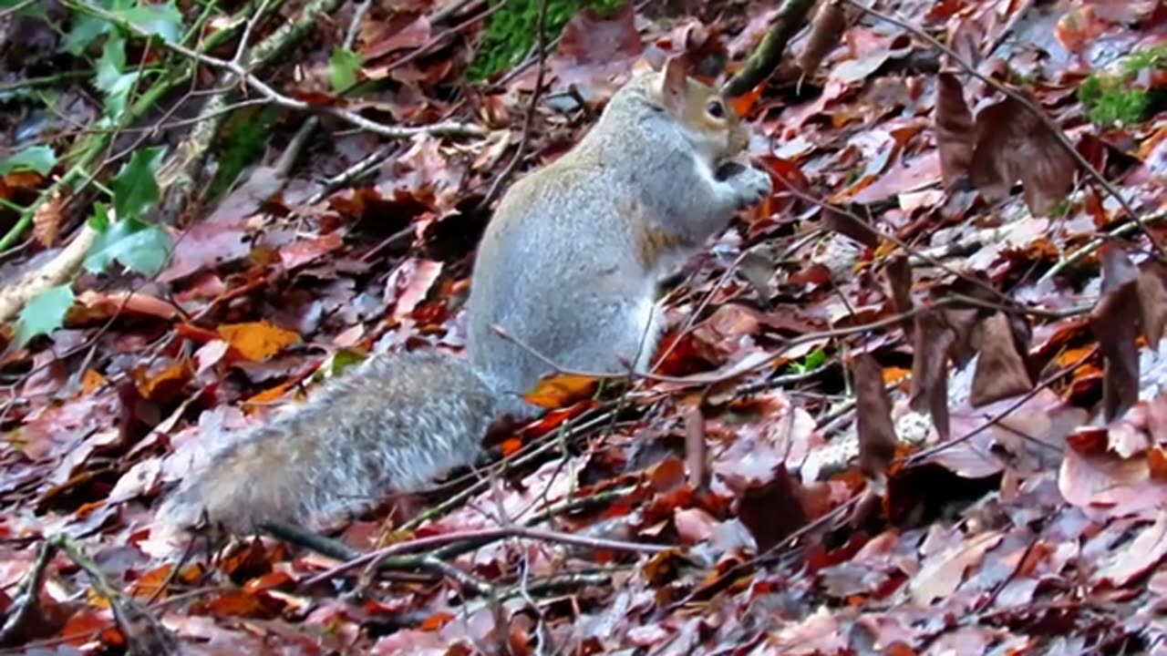 FACTS YOU NEED TO KNOW ABOUT GREY SQUIRRELS !!!!