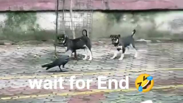 Cat ππΊ