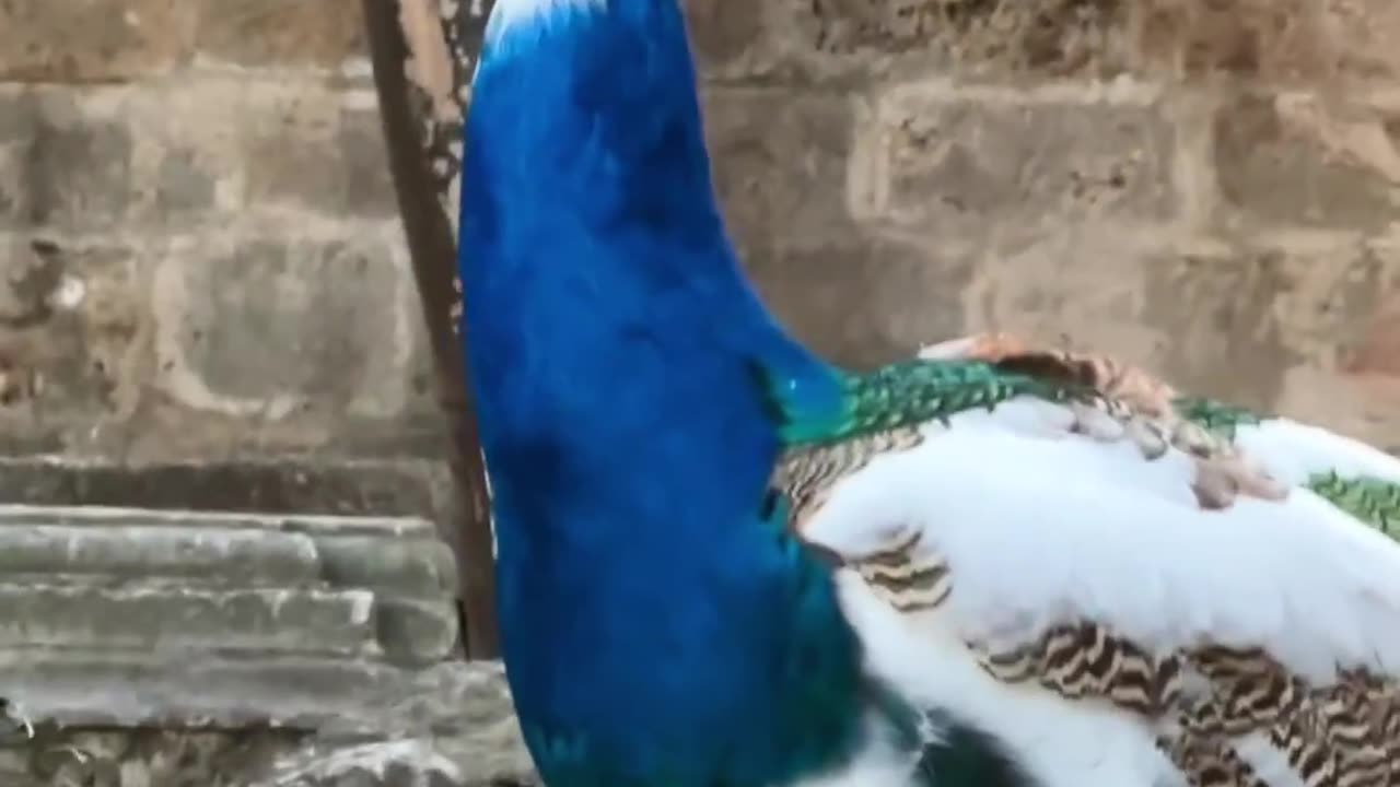 Air breathing peacock 🤯