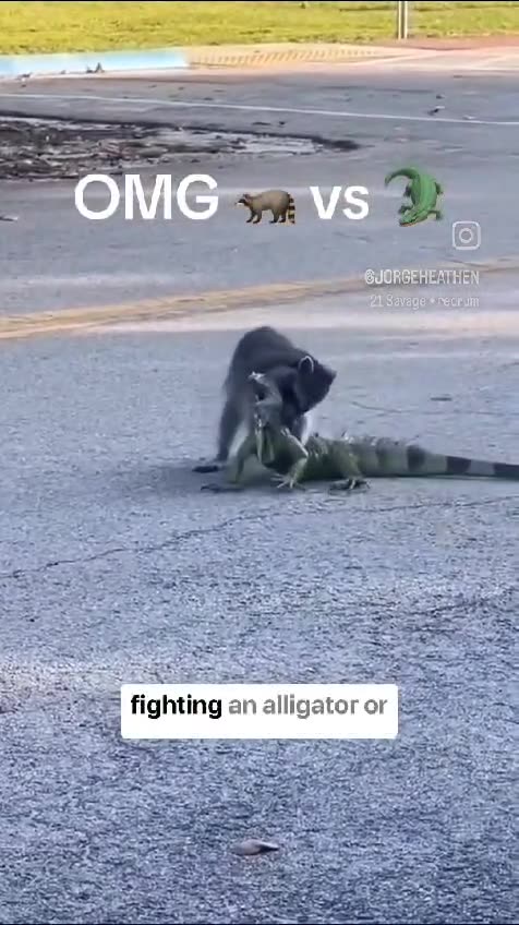 🎬OMG! 😱 Have you ever seen a fight between a raccoon and an alligator?