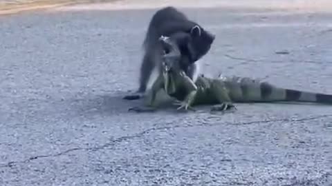 🎬OMG! 😱 Have you ever seen a fight between a raccoon and an alligator?