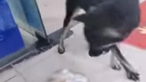 AMAZING Funny Baby dog and cat videos #short