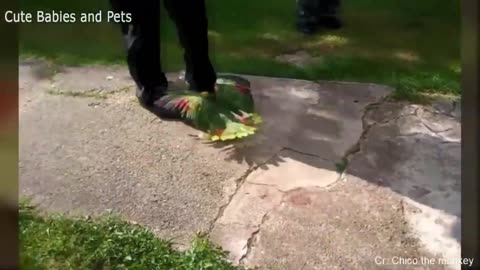 Funny Animals Scarring And Chasing People 2021 Compilation