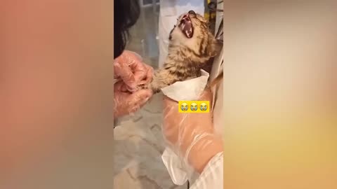 Funny Animal Videos 2023 😂 Funniest Cats And Dogs Videos 😺😍Don't try to hold back Laughter