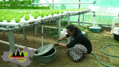 hydroponics in the yard