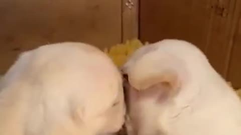 Cute Labrador has two. So Funny