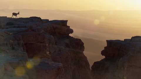 The Race to Find the Mysterious Snow Leopard | Snow Leopard Beyond the Myth | BBC Earth