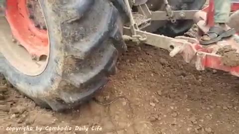 Terrifying!! Two Brothers Catch Two Big Snakes Nearby Two Trors While Ploughing The Fields