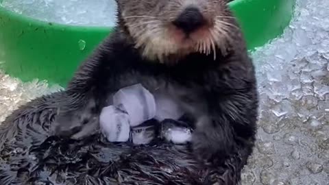 The Otter ones are having blast