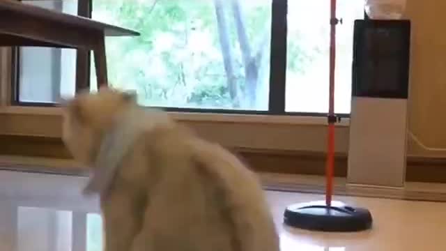 When A Cat plays Basketball Better Than You Do