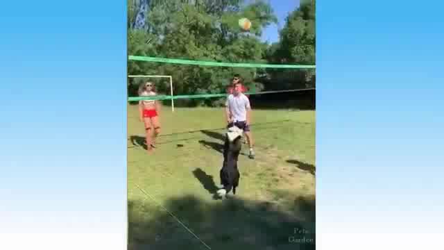 Funny Cats and Dog or more