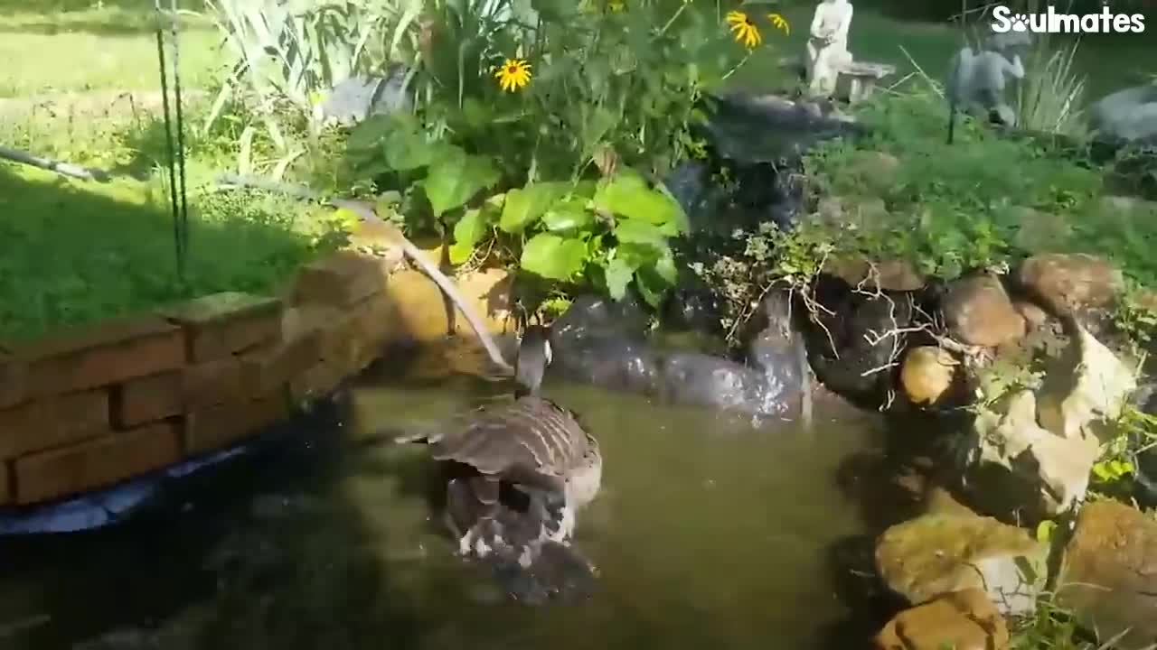 Guy Teaches His Rescued Gosling How To Fly | The Dodo Soulmates