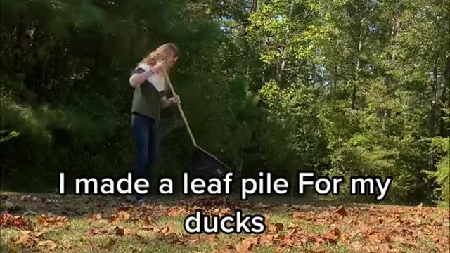 I made a leaf pile For my ducks