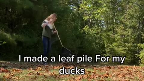 I made a leaf pile For my ducks