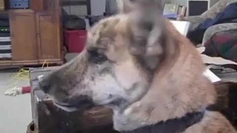 Ultimate Dog Tease 🐕