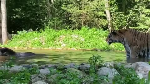 Tigers Fighting in Pond