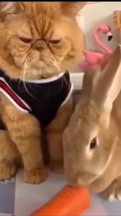 Cute and Funny Cats Videos Compilation 2022