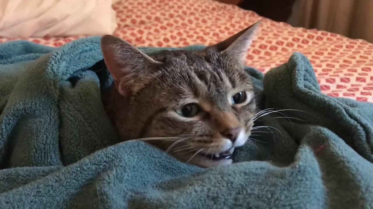 Cat in a Heated Blanket