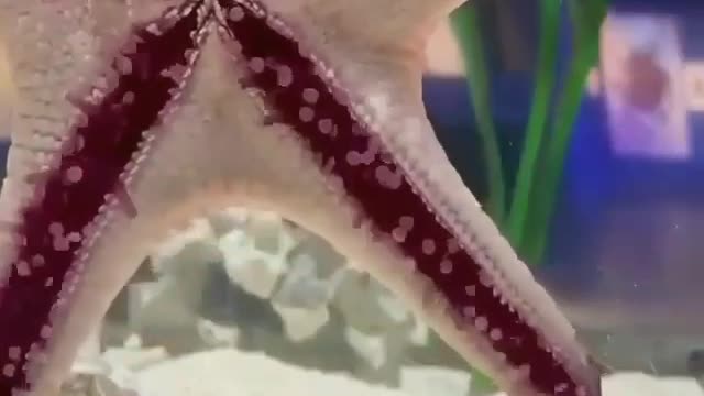 🌟 Starfish Move With Many Small Tubular Legs. | Interesting Facts #Shorts #interestingfacts