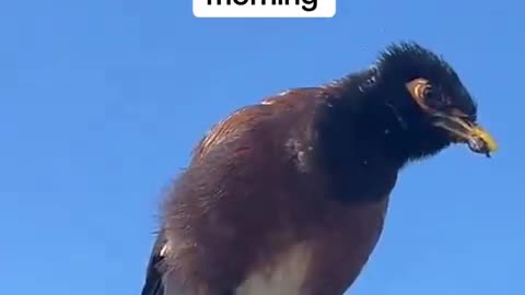 Y'all I didn't believe in the "if it's flies it spies" until this bird LITERALLY STARTED TALKING this morning!