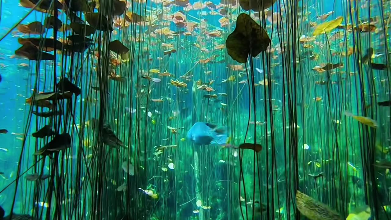 Under The Sea Is Very Beautiful Video