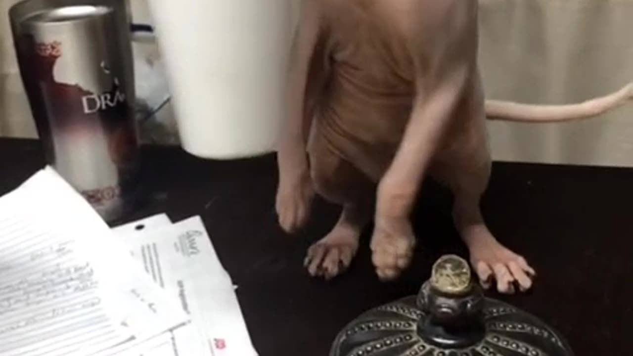 Is this cat?