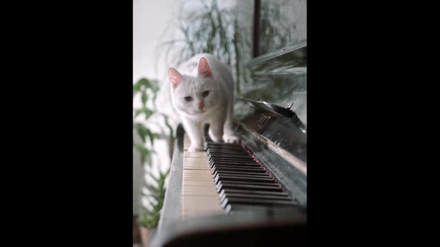 Cute Singer Cat Trying Piano