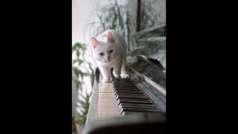 Cute Singer Cat Trying Piano