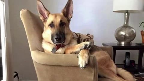 Funny Cats and Dogs 😻🐶 Best Funniest Animal Videos