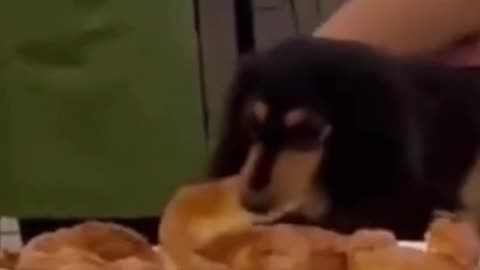 Sneaky little bugger 🤣🤣🤣🤣