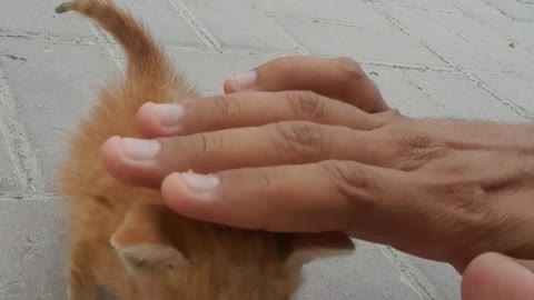 Innocent cat kitten