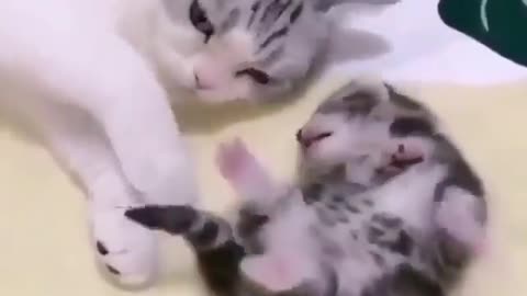 Cat video