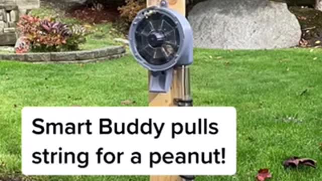 Smart buddy pulls string for a peanut