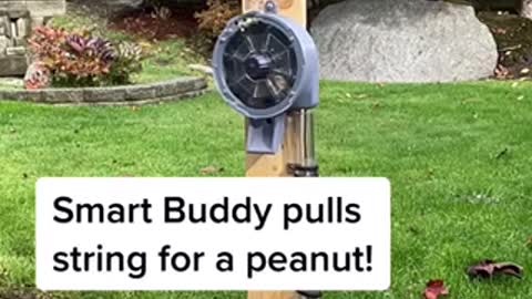 Smart buddy pulls string for a peanut