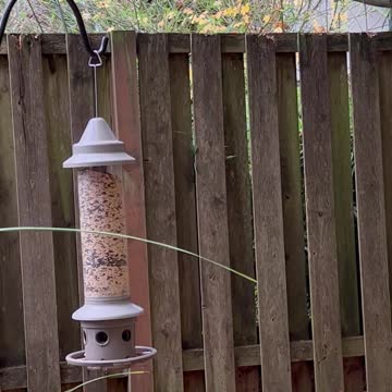 Autumn in the yard, and chickadees eating