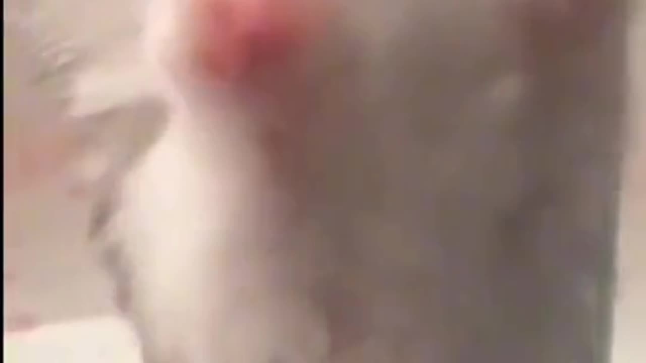 Cute cats videos