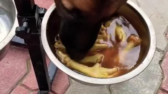 GSD PUPPY EATING BOIL LEG CHICKEN 🍗 🍗# 2022 video