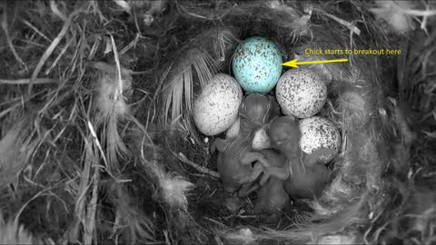 Tiny Woodland Bird Cyanistes Caeruleus Hatches out from an egg