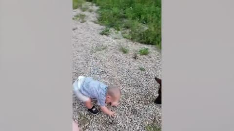 baby Playing with Dogs
