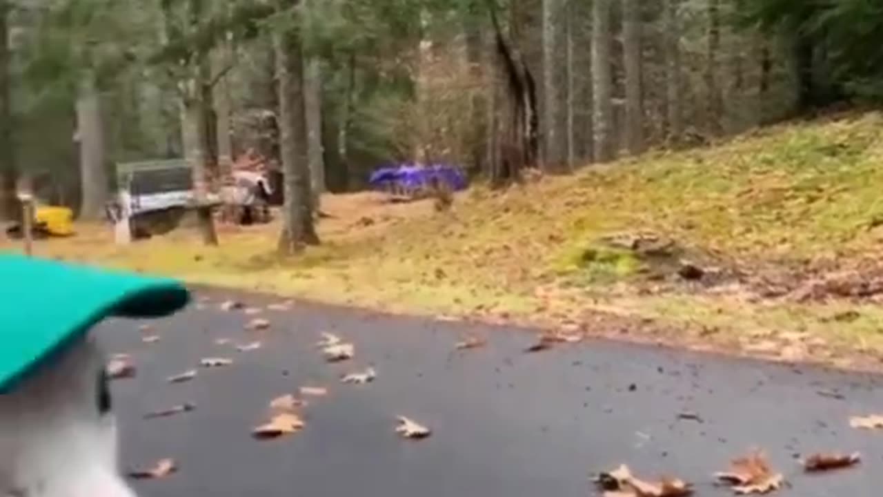 Funny Animals Video