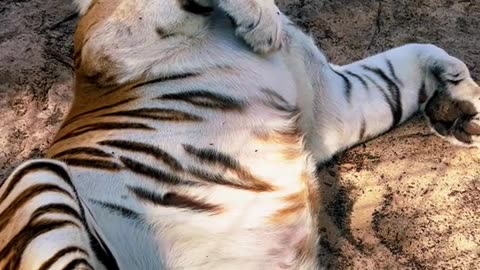 47_Zeus’s big belly! 🐅