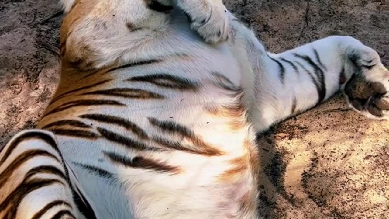 47_Zeus’s big belly! 🐅