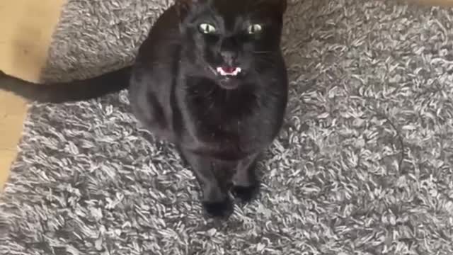 Funny animals - Funny cats _ dogs - Funny animal videos PART 12