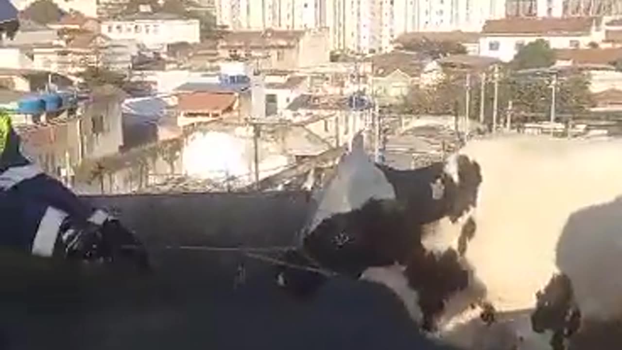 Vaca invade pista do Viaduto do Gasômetro e causa transtorno no trânsito do Rio