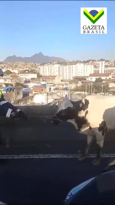Vaca invade pista do Viaduto do Gasômetro e causa transtorno no trânsito do Rio