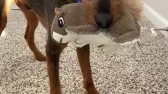 Sorry, I thought you were the one who took my nuts. #RangerDanger