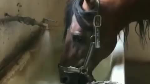 Thirsty horse turns tap back on 🐴🌊🚿🌊😄