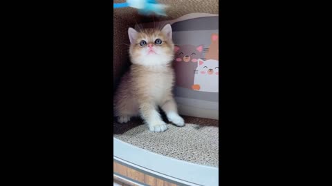 Watch and Laugh with these Funny Cat Videos!!! <<