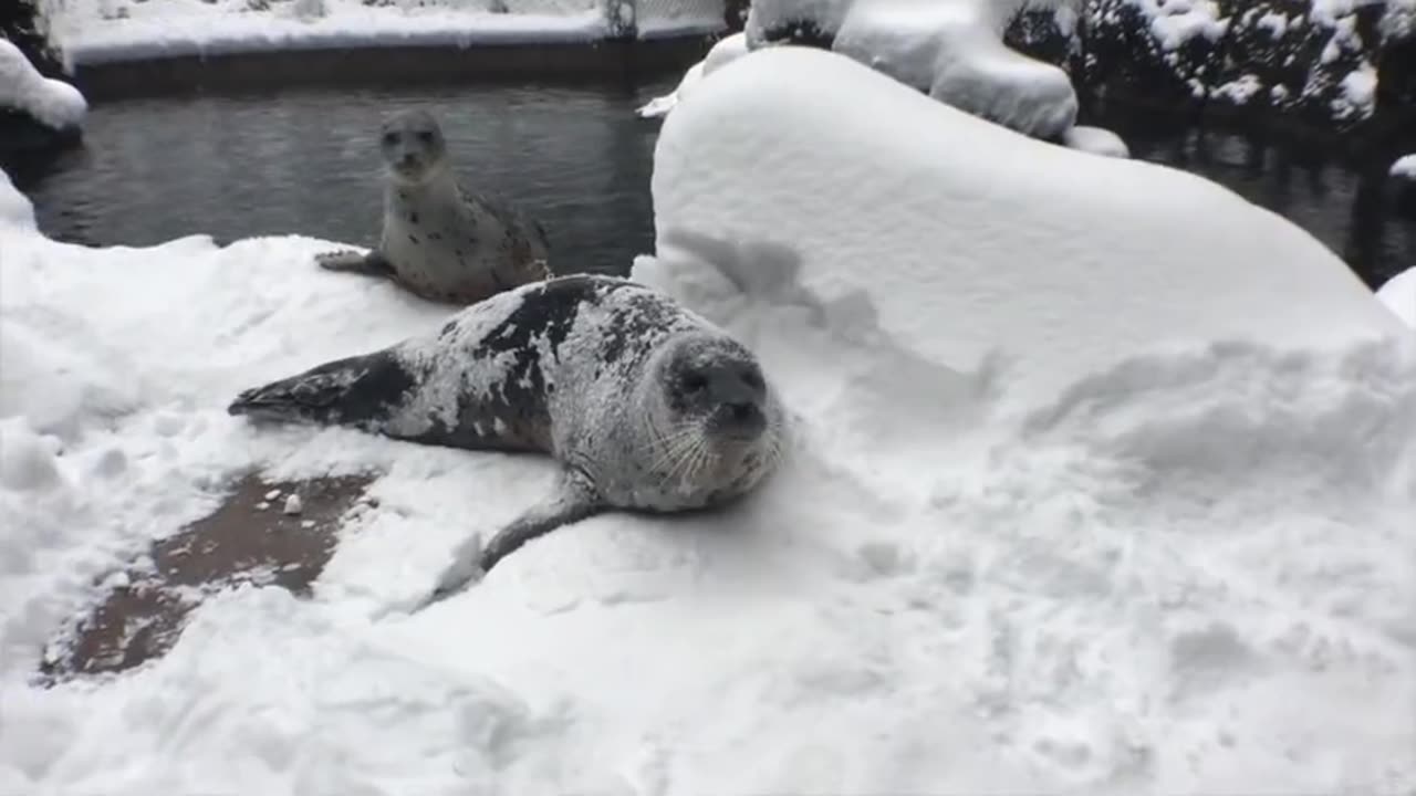 Cute Animals in the zoo Are Having A Blast Playing In The Snow 2023