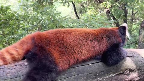 Lying in a tree